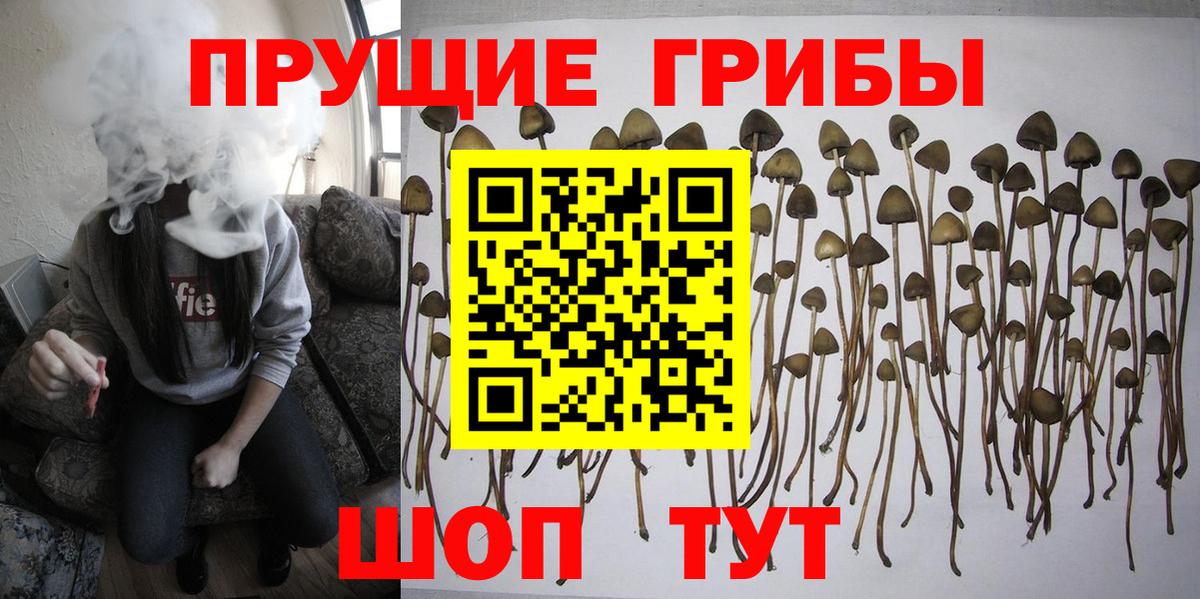 Людиново  Псилоцибиновые грибы Cubensis  Вход с VPN 